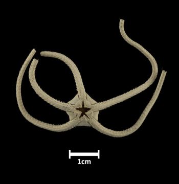 Media type: image;   Invertebrate Zoology OPH-161 Description: Bottom of brittle star with mouth visible.;  Aspect: ventral